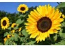 Cashiers Sunflower company 0765212221 Do not apply online WhatsApp